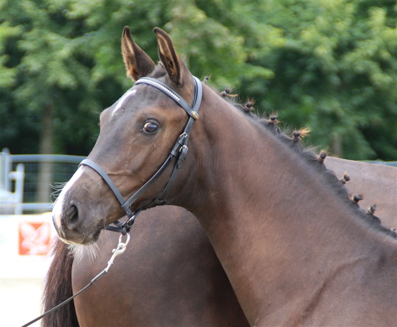 Født den 29-05-2016, hingst